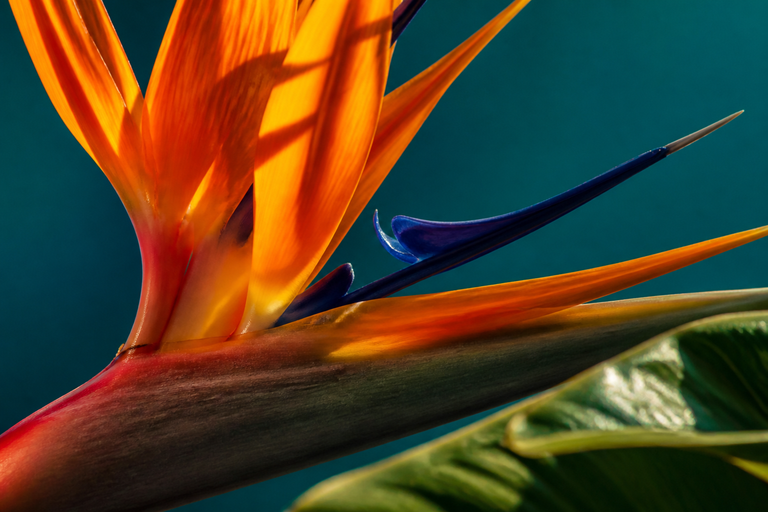 The original botanical image, with fine detail in the orange petals against a teal background.